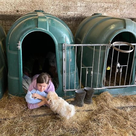 Schlafen Neben Den Kleinen Kaelbchen Im Kaelberiglu Bingum Exterior foto