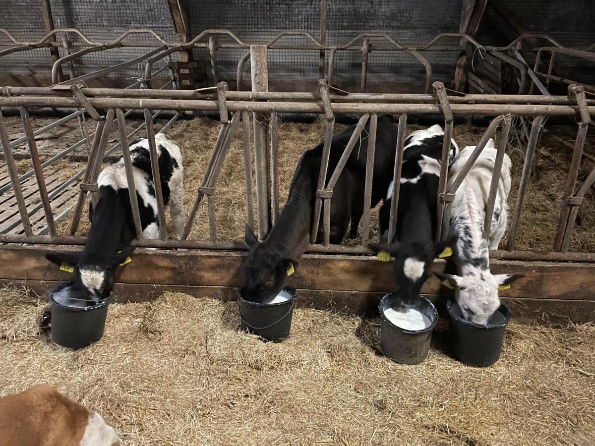 Schlafen Neben Den Kleinen Kaelbchen Im Kaelberiglu Bingum Exterior foto