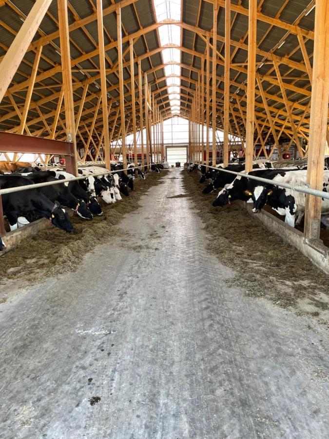Schlafen Neben Den Kleinen Kaelbchen Im Kaelberiglu Bingum Exterior foto