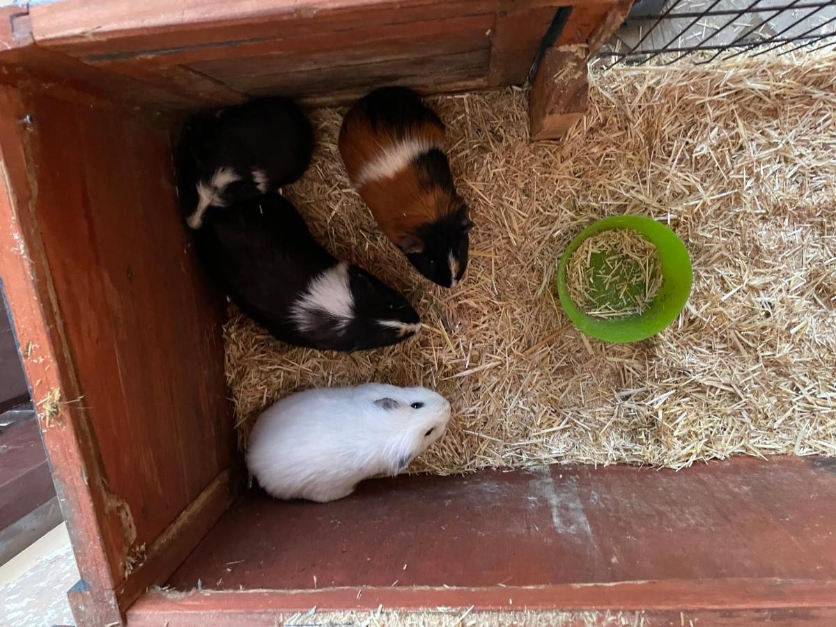 Schlafen Neben Den Kleinen Kaelbchen Im Kaelberiglu Bingum Exterior foto